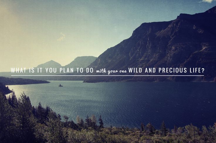 Wild And Precious&nbsp;Life