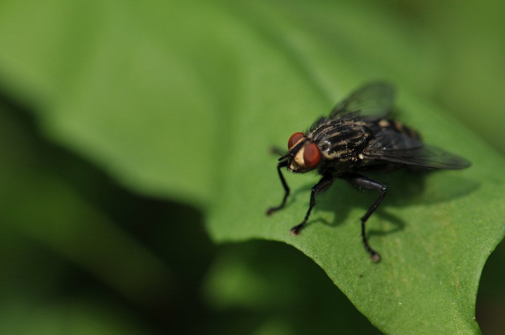 How Flies Can Help You To Be A Better&nbsp;Person